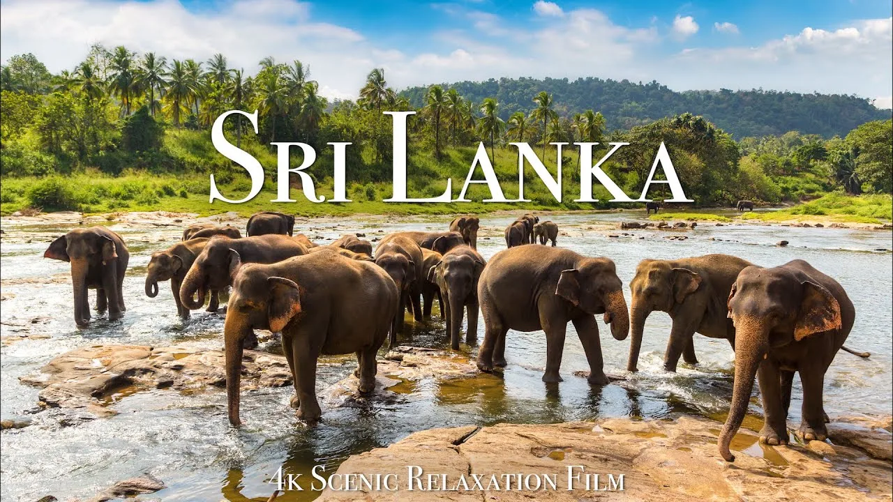 Elephants